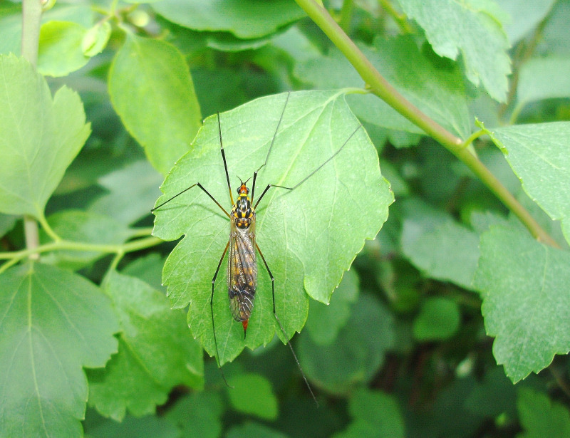 Tipulidae - Nephrotoma sp.